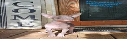Xoloitzcuintle dogs for sale: Xoloitzcuintle Male Mini  - Ad 1