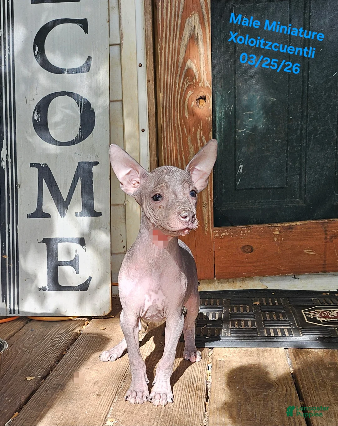 Xoloitzcuintle dogs for sale: Xoloitzcuintle Male Mini  - Ad 1