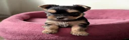 Yorkshire Terrier dogs for sale: Girl 1 - Ad 1