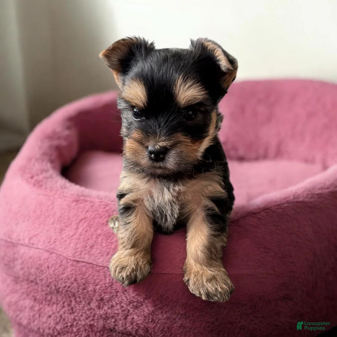 Yorkshire Terrier dogs for sale: Girl 1 - Ad 1