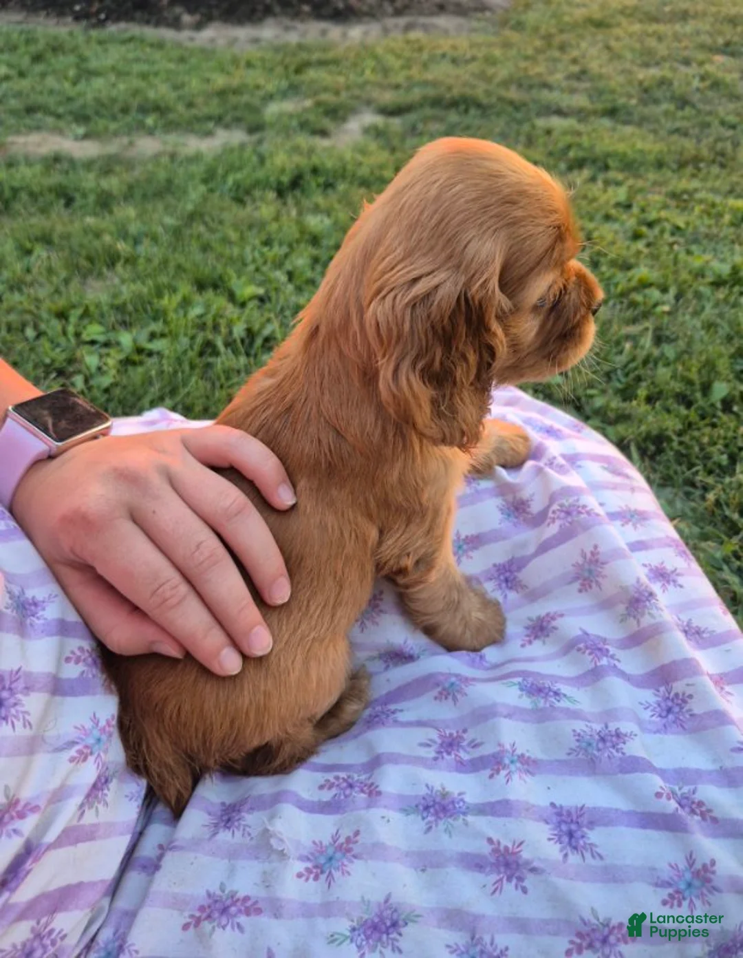Cocker Spaniel dogs for sale: Cocker Spaniel Female - Ad 5