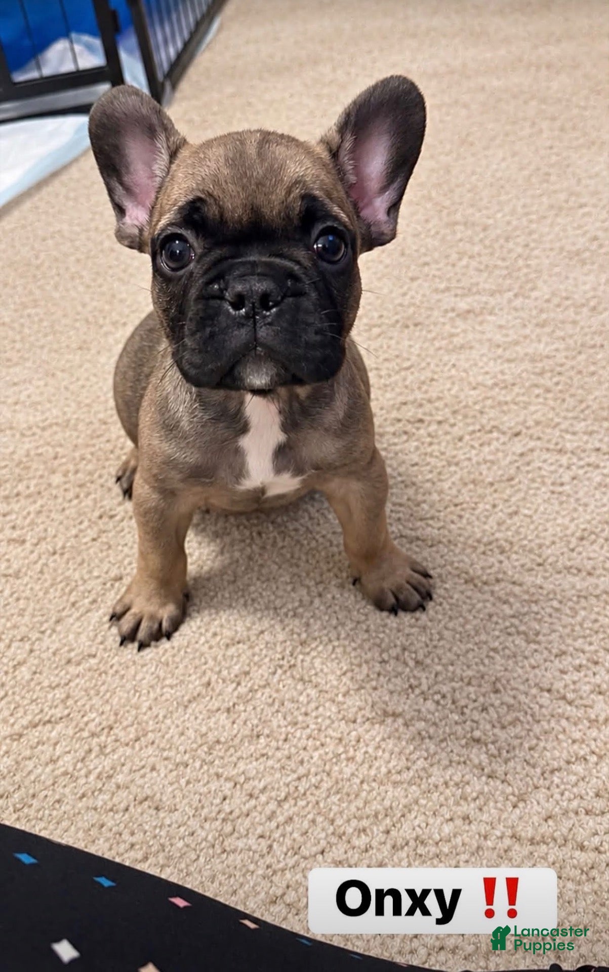 French Bulldog dogs French Bulldog 2 - Ad 1