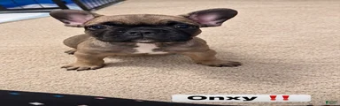 French Bulldog 2
