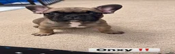 French Bulldog dogs for sale: French Bulldog 2 - Ad 1