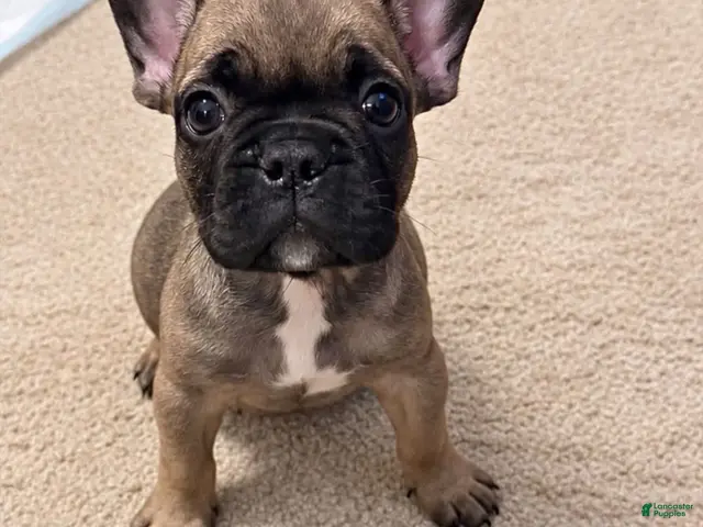 French Bulldog dogs for sale: French Bulldog 2 - Ad 1