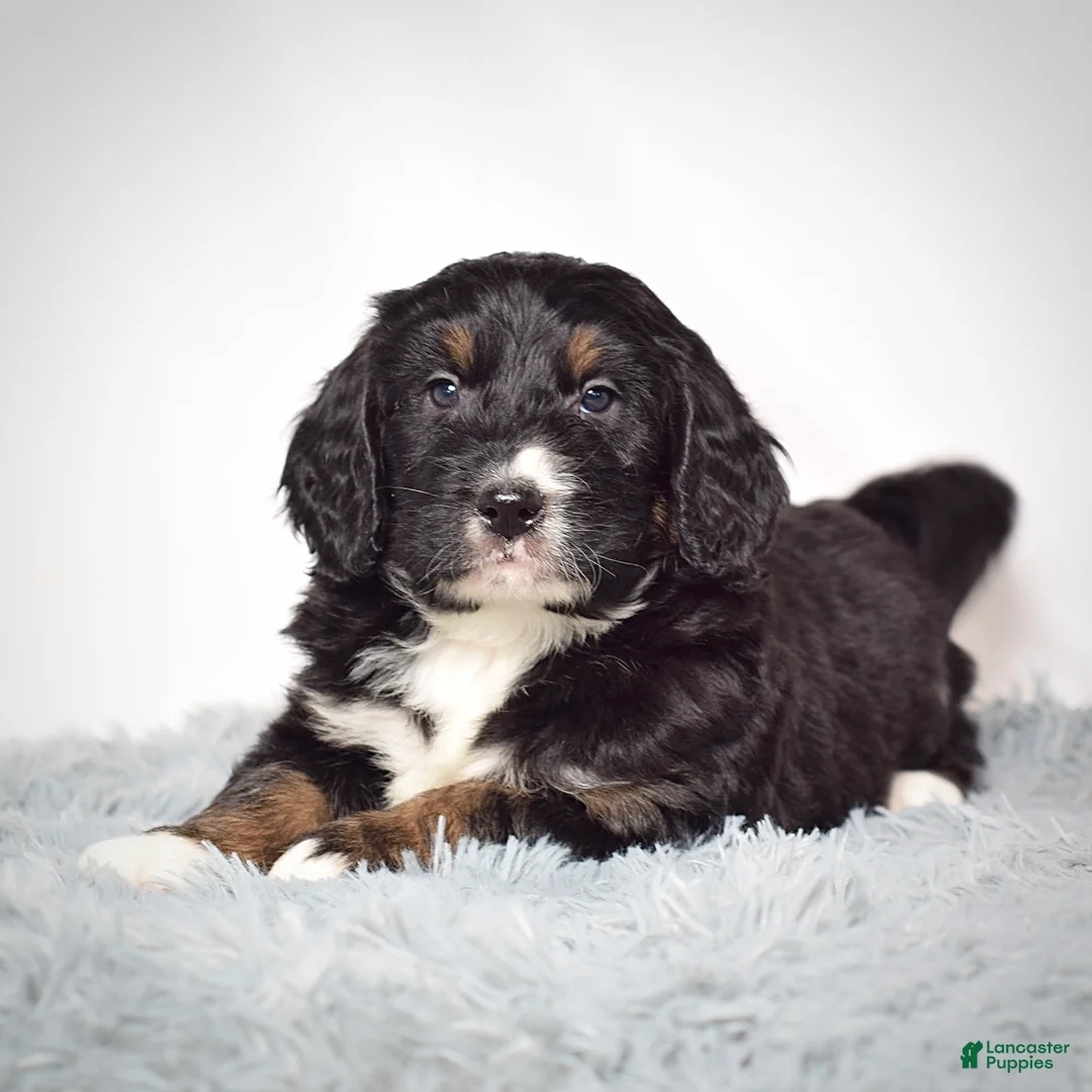 Bernedoodle dogs for sale: Mr.  Virgil - Ad 2