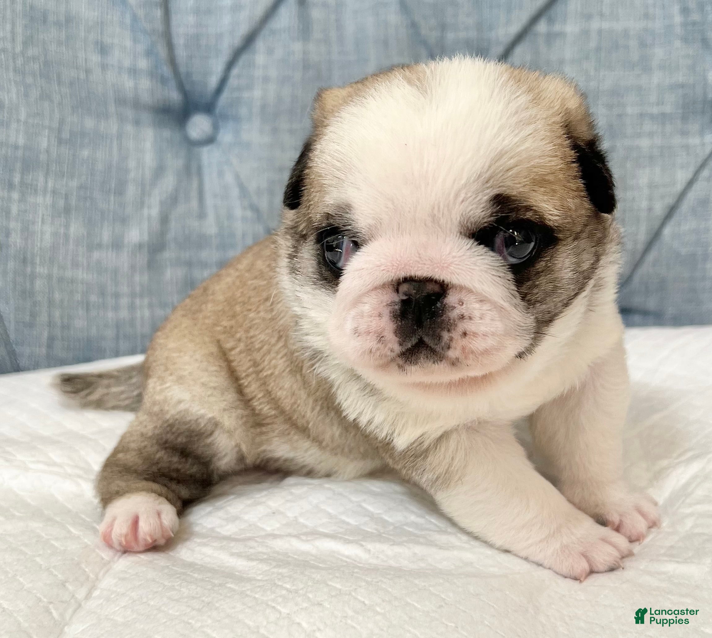 Pug dogs Panda fawn/white male 1 - Ad 28