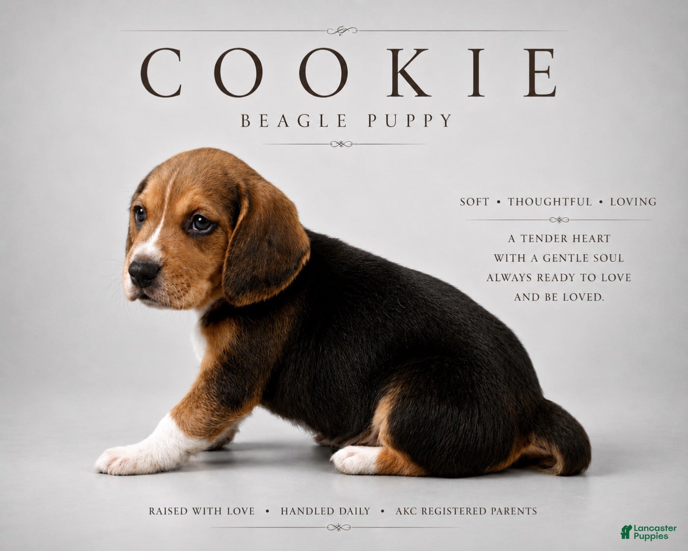 Beagle dogs Beagle 9 - Ad 7