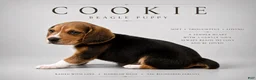 Beagle dogs for sale: Beagle 9 - Ad 1