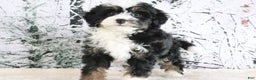 Mini Bernedoodle dogs for sale: Ruby - Ad 4