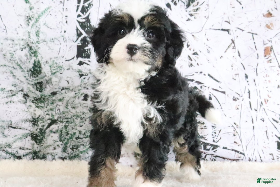 Mini Bernedoodle dogs for sale: Ruby - Ad 4