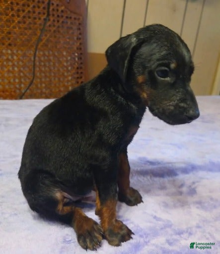 Doberman Pinscher dogs Titan - Ad 42