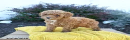 Toy Poodle dogs for sale: Ellie - Ad 3