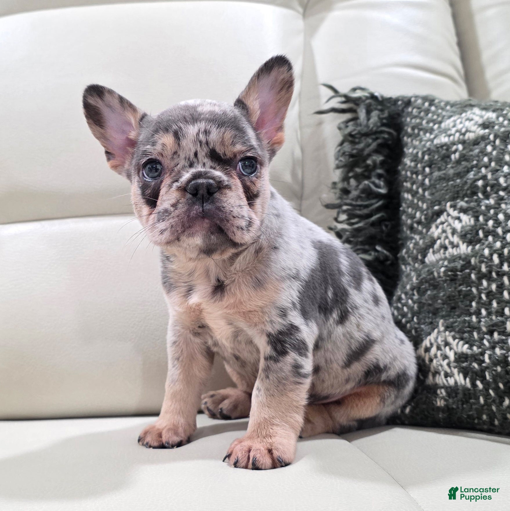 French Bulldog dogs Jessa - Ad 23