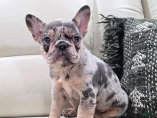 French Bulldog dogs Jessa - Ad 16