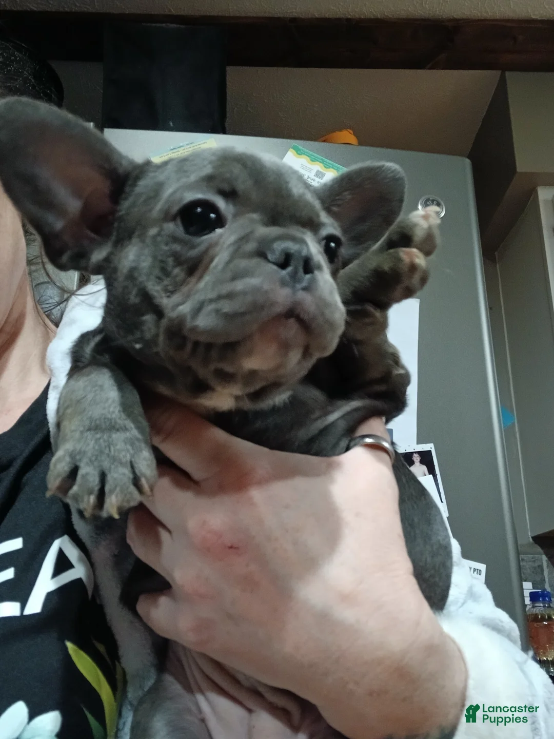 French Bulldog dogs for sale: Lily - Ad 2