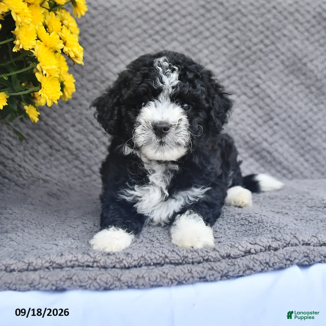 Mini Aussiedoodle dogs for sale: Ali   - Ad 1