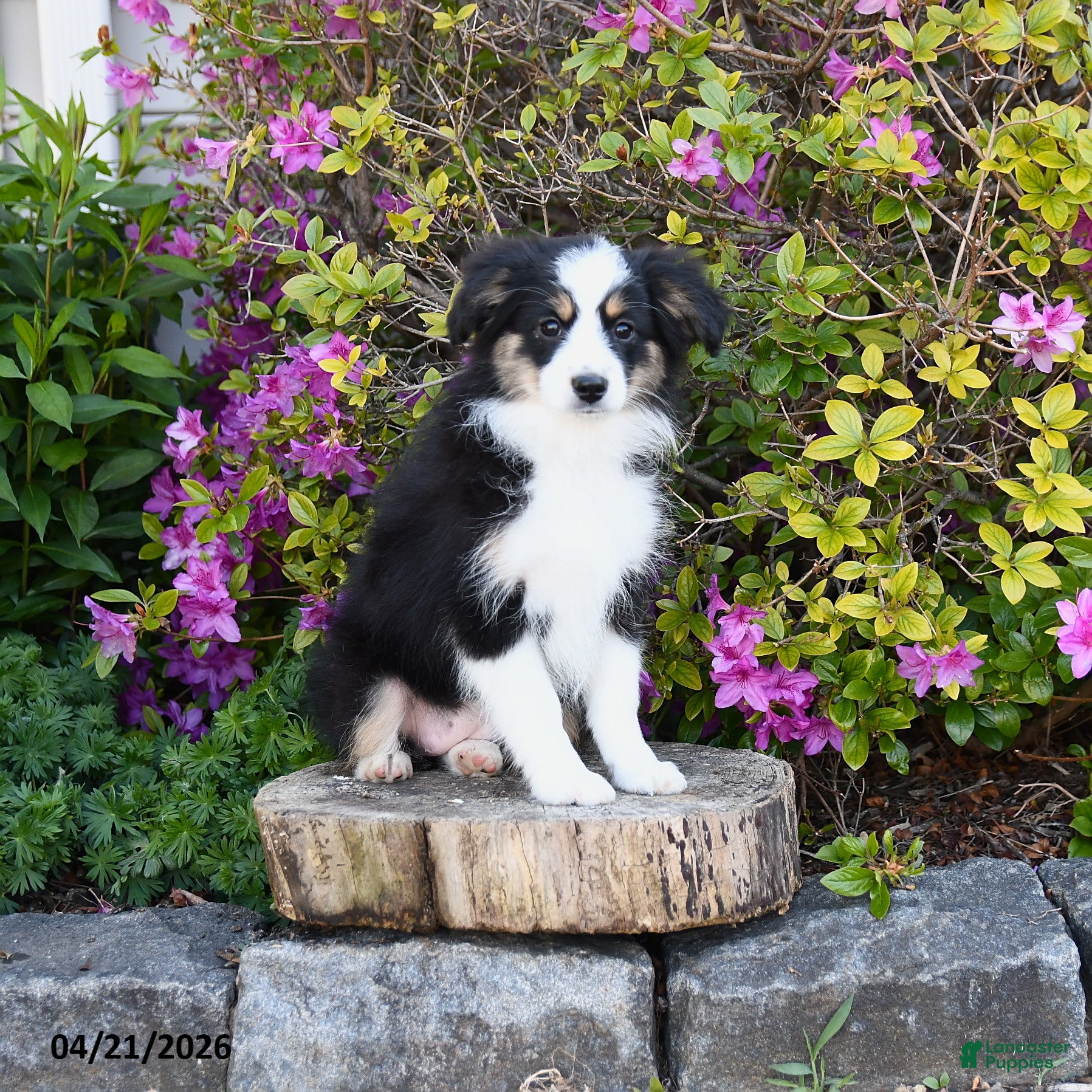 Miniature Australian Shepherd dogs Song - Ad 2