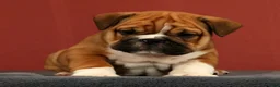 English Bulldog dogs for sale: Max - Ad 7