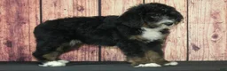 Bernedoodle dogs for sale: Hugo F1 - Ad 2