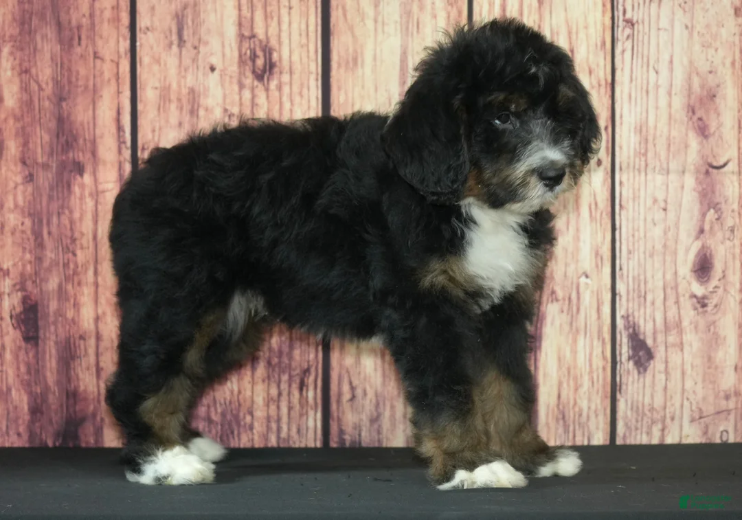 Bernedoodle dogs for sale: Hugo F1 - Ad 2