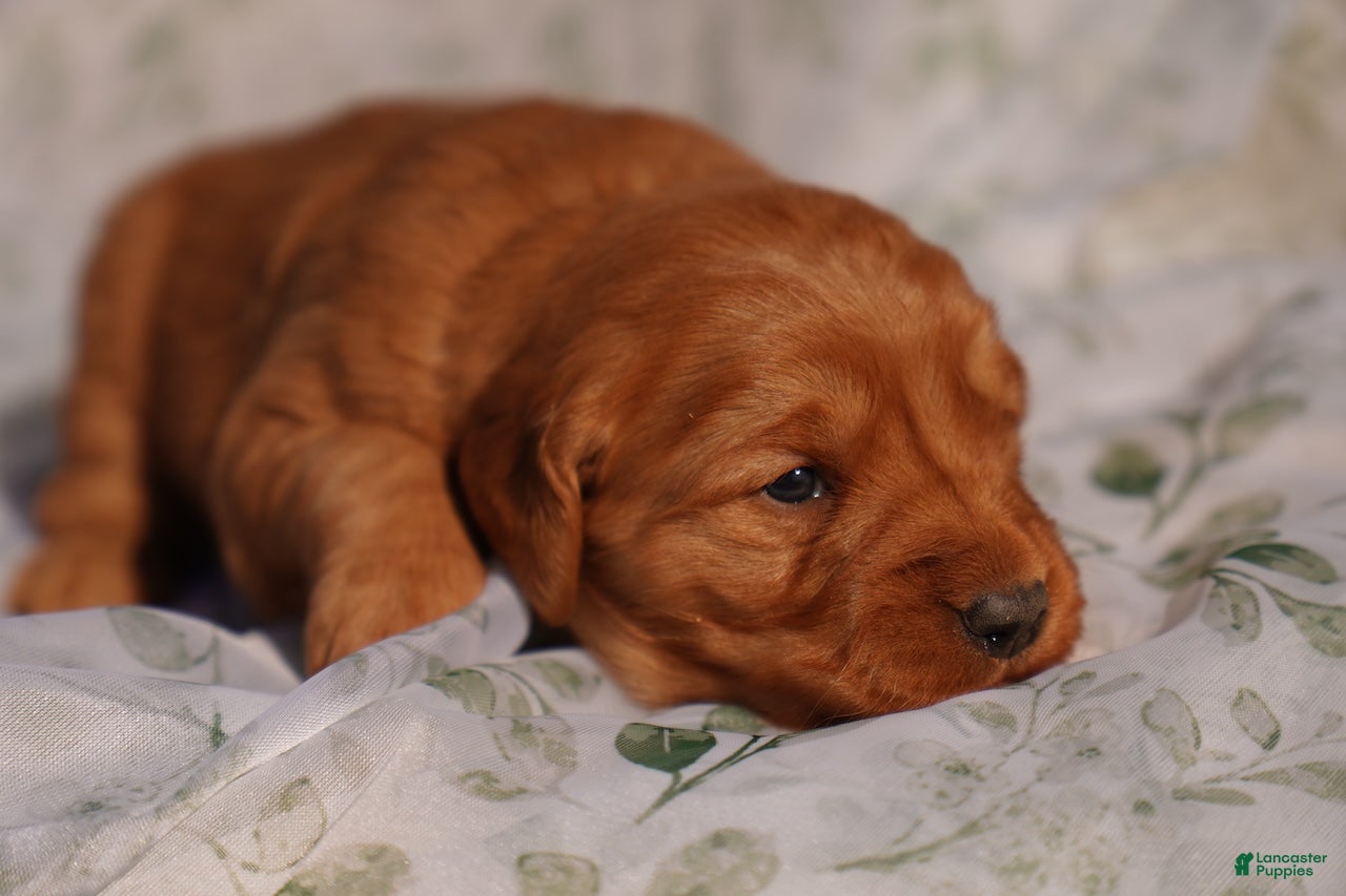 Golden Retriever dogs Iris - AKC, Genetically Clear - Ad 12