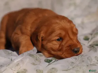 Golden Retriever dogs Iris - AKC, Genetically Clear - Ad 12