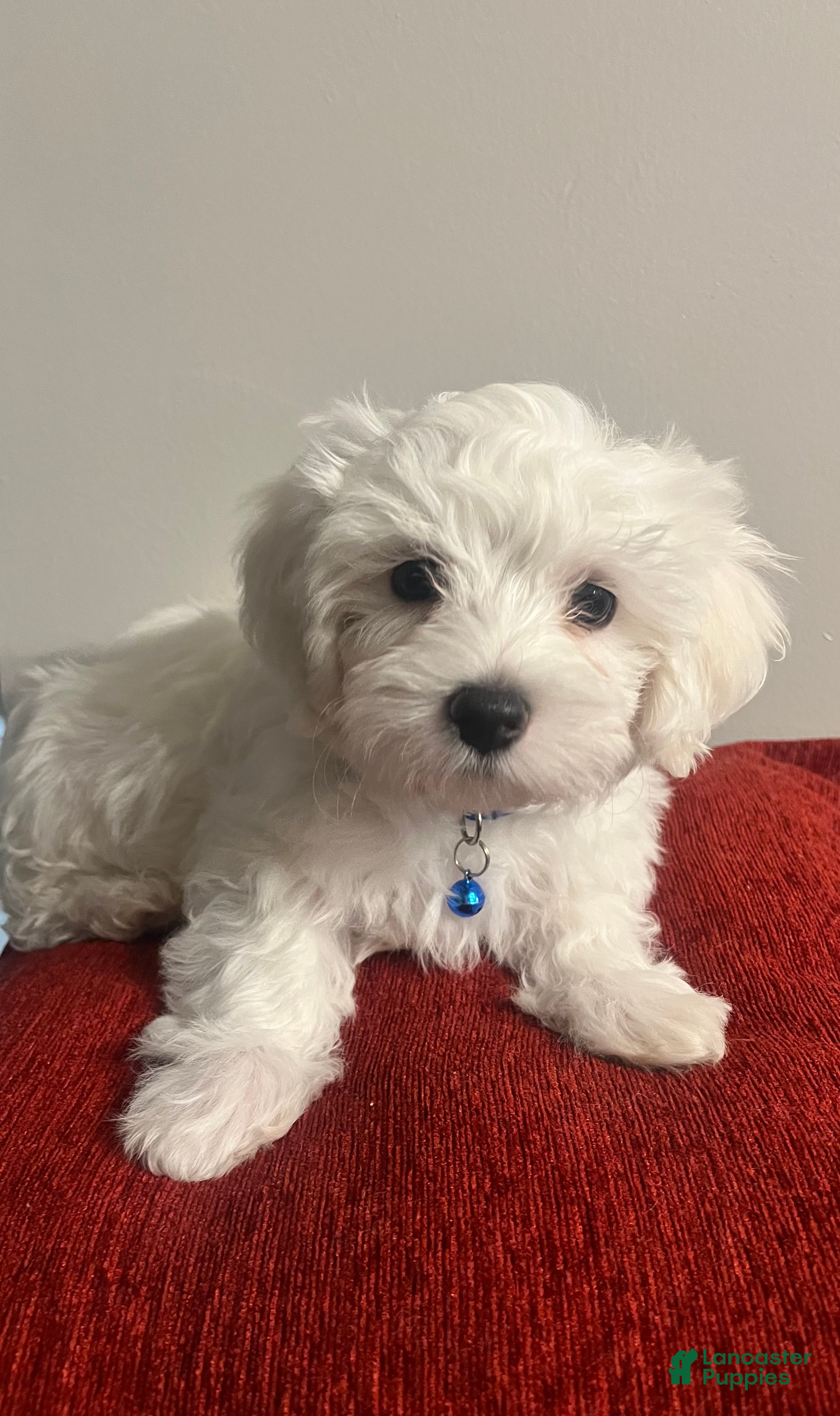 Mixed Breed dogs Mixed Breed Puppy 1 Cotton  - Ad 19