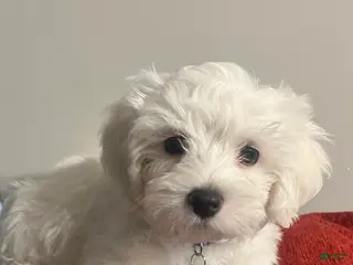 Mixed Breed dogs Mixed Breed Puppy 1 Cotton - Ad 36