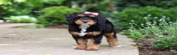 Mini Bernedoodle dogs for sale: Nala - Ad 3