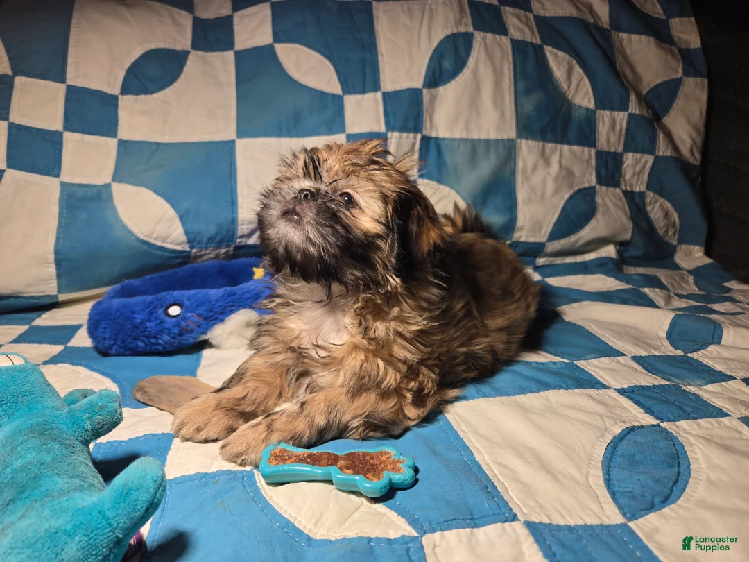 Shih Tzu dogs for sale: Dallas - Ad 36