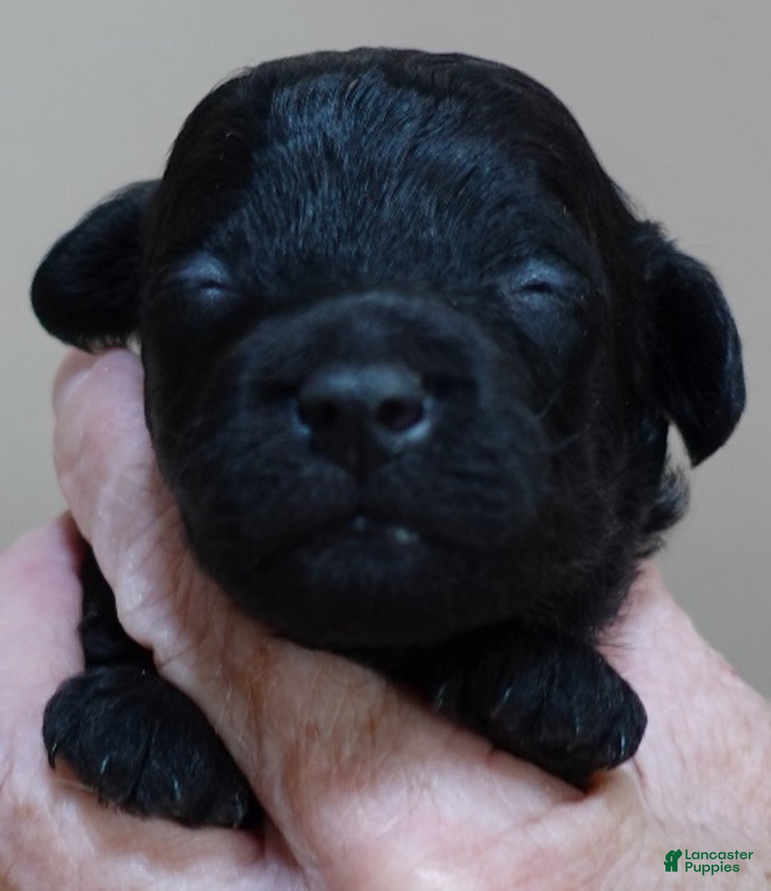 Toy Poodle dogs for sale: Benny - Ad 1