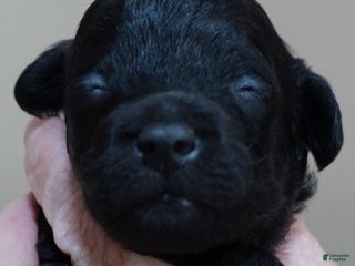 Toy Poodle dogs Benny - Ad 14