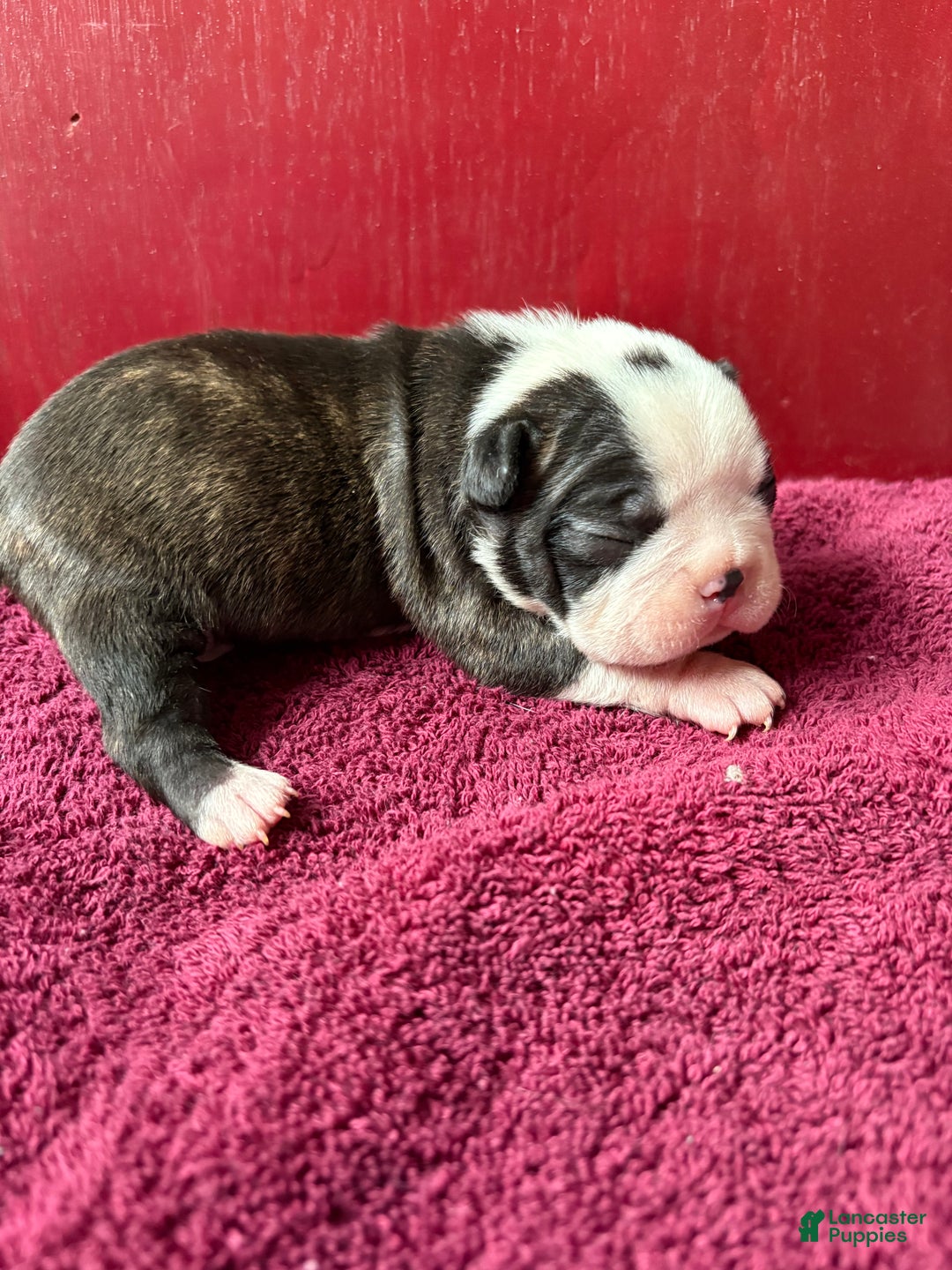 Boston Terrier dogs for sale: Boston Terrier Puppy 1 ( Logan )  - Ad 1