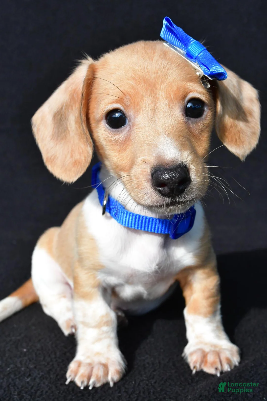 Miniature Dachshund dogs for sale: Denver - Ad 2