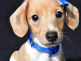 Miniature Dachshund dogs Denver - Ad 2