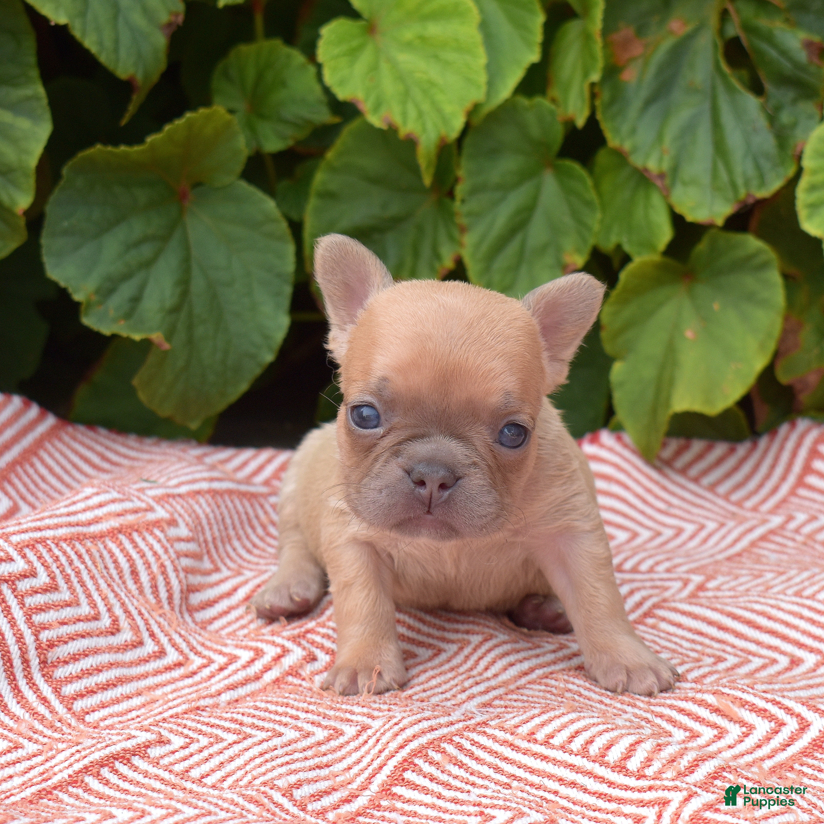 French Bulldog dogs Pumpkin - Ad 2
