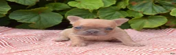 French Bulldog dogs for sale: Pumpkin - Ad 2