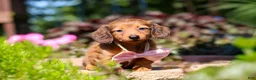 Miniature Dachshund dogs for sale: Allie - Ad 5