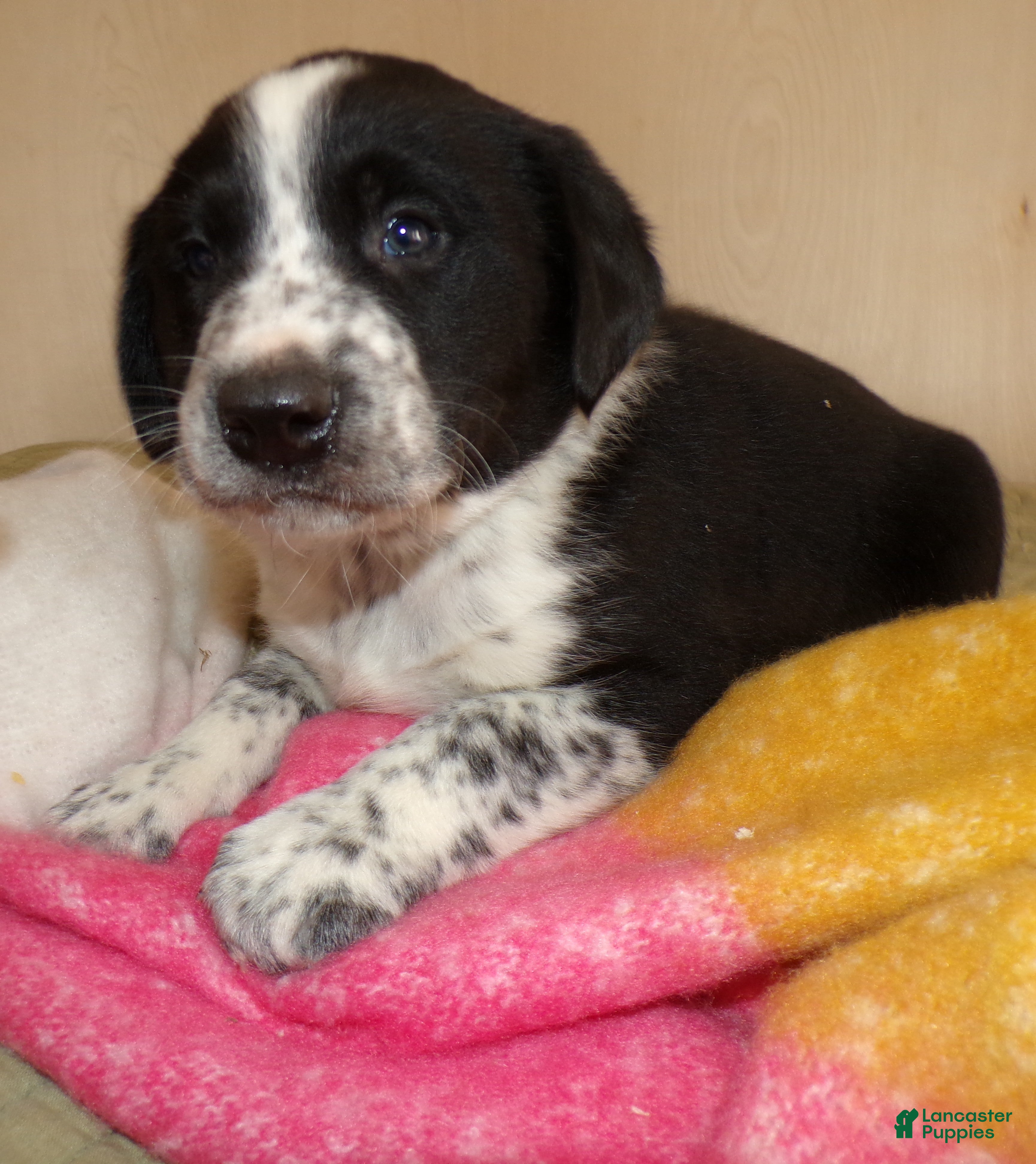 Border Collie dogs Border Collie Puppy 1 Spotty - Ad 19