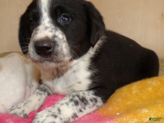 Border Collie dogs Border Collie Puppy 1 Spotty - Ad 40