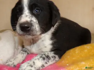 Border Collie dogs Border Collie Puppy 1 Spotty - Ad 38