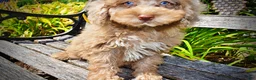 Havapoo dogs for sale: Gorgeous - Ad 5