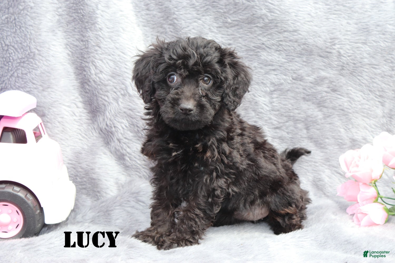 Mini Goldendoodle dogs for sale: Lucy - Ad 8