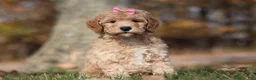 Miniature Poodle dogs for sale: Jewel (AKC) - Ad 5