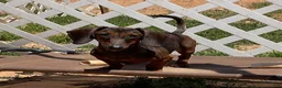 Dachshund dogs for sale: Heidi - Ad 3