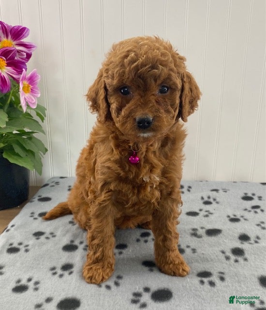 Cavapoo dogs Nova - Ad 1