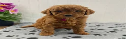 Cavapoo dogs for sale: Nova - Ad 1