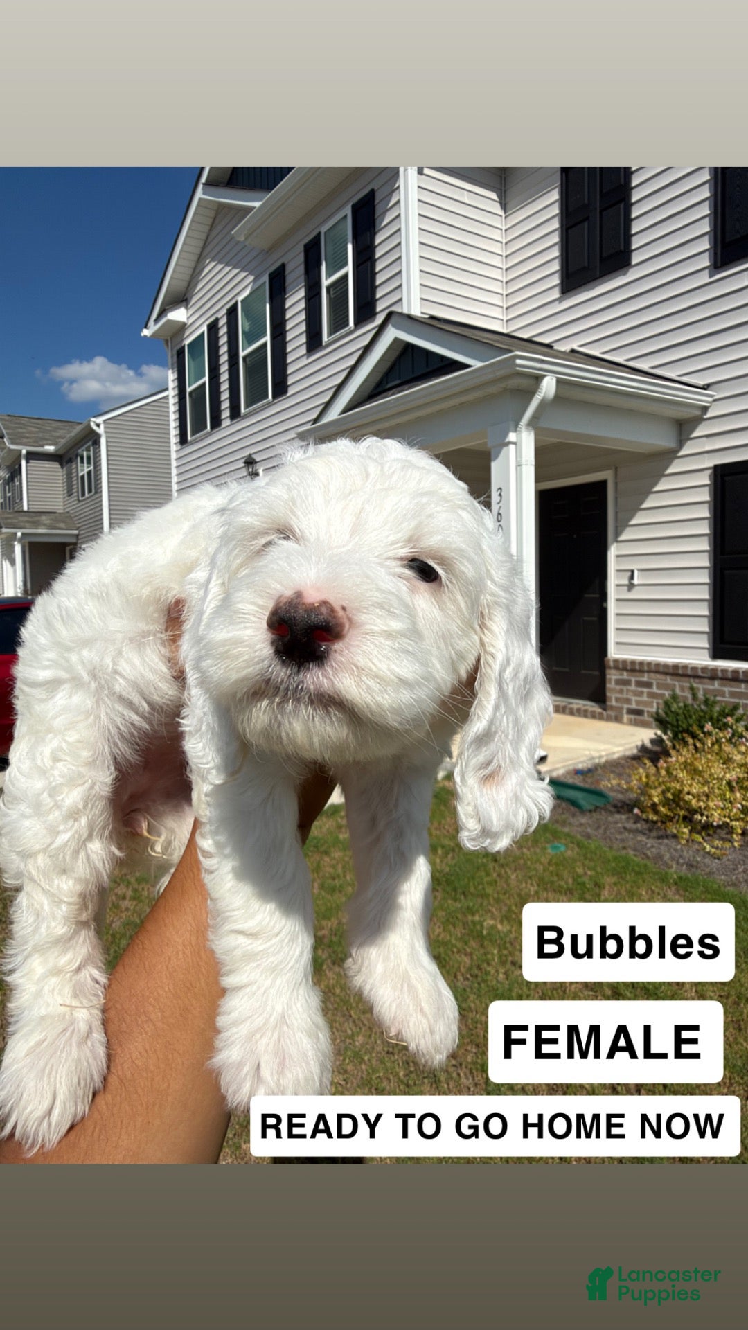 Mini Goldendoodle dogs Mini Goldendoodle 3 - Ad 34