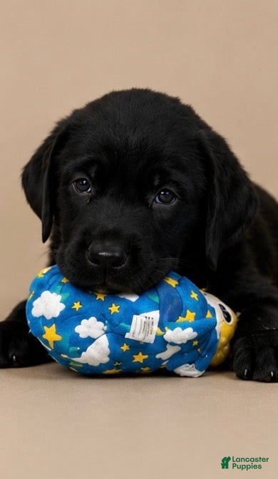 Labrador Retriever dogs Boy 2 - Ad 26